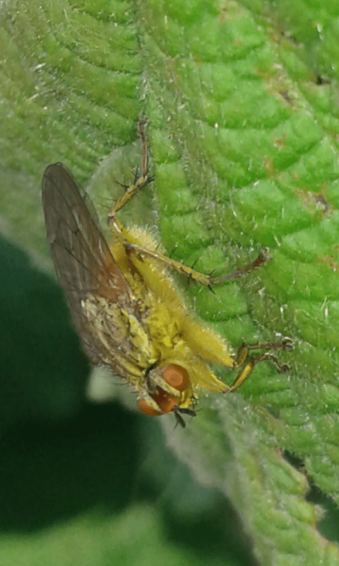 Scathophagidae : Scathophaga stercoraria? S, femmia